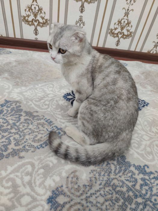 Scottish Fold Silver erkak mushuk sotiladi