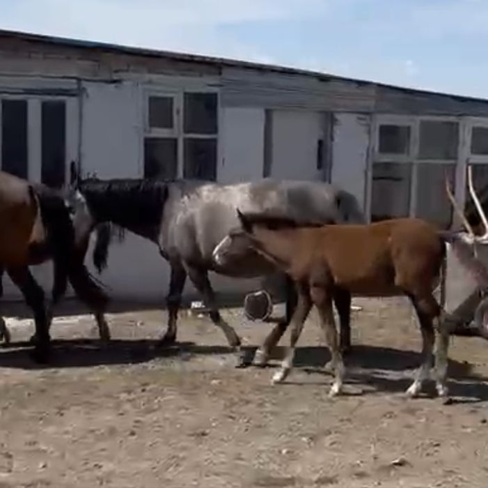 5 жасар құлынды бие сатылады .