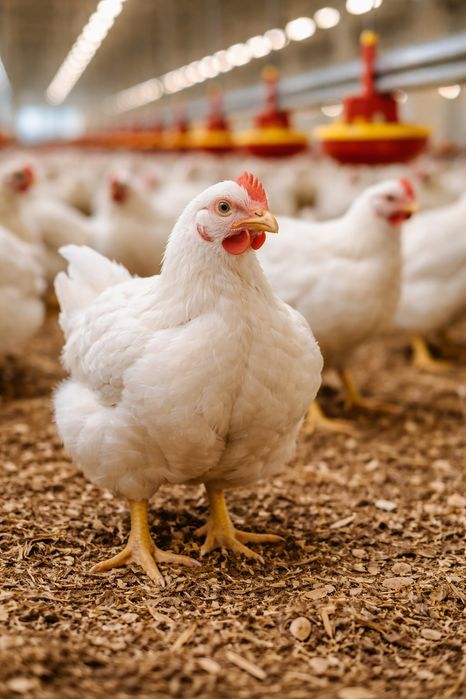 Куры бролер кг 1500