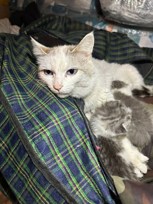 Отдам в хорошие руки бесплатно