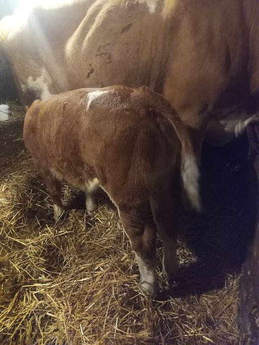 De vânzare vacă și vitea