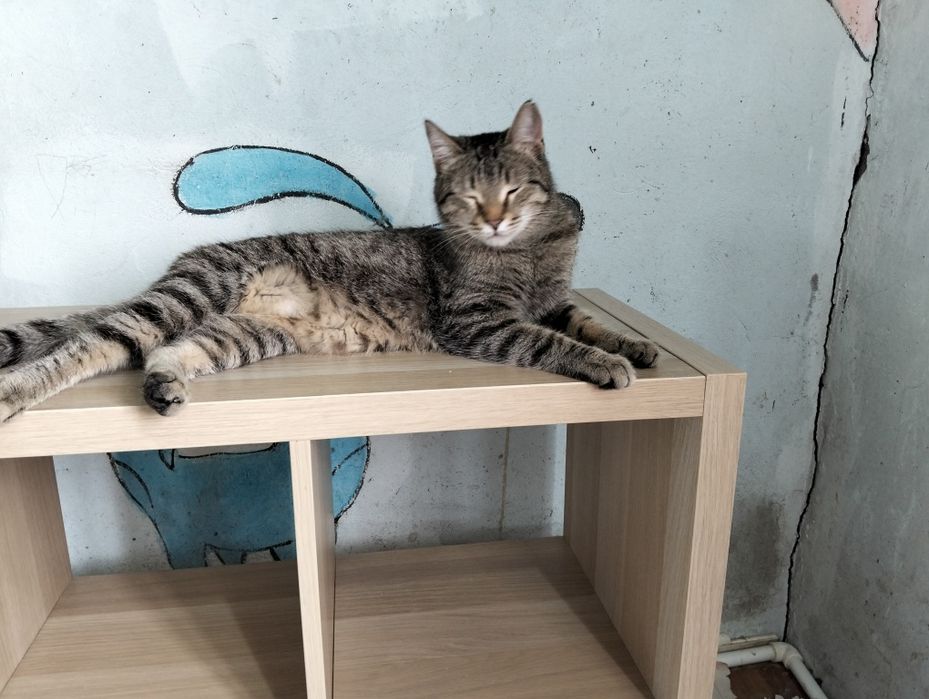 Чудо котятки красавчики