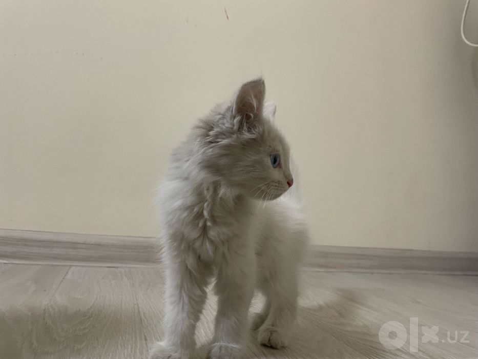 Turk angora mushukchasi sotiladi
