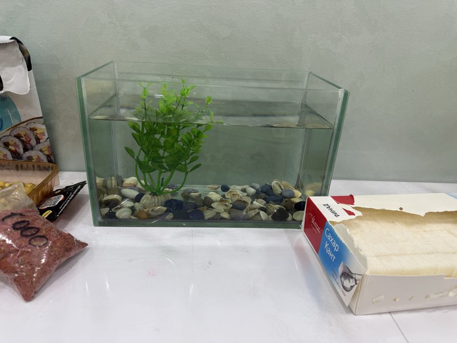 Аквариум с рыбкой петушком и сомиком