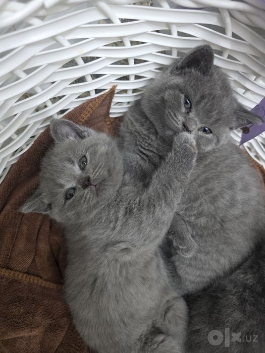 Продаются котята кушают,туалет ходять.Мишки ждут своих хозяевов