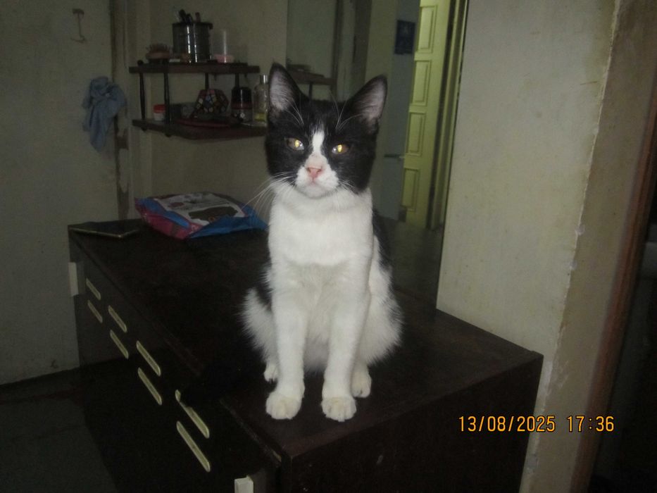 Домашний котенок в добрые руки. Смотрите другие объявления автора.