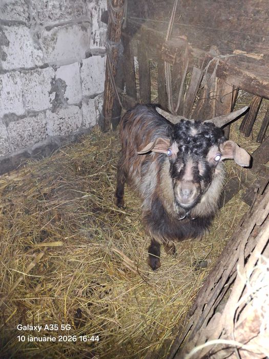 Vand tap vârstă  3ani