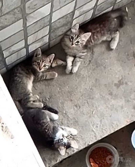 отдаётся в добрые руки