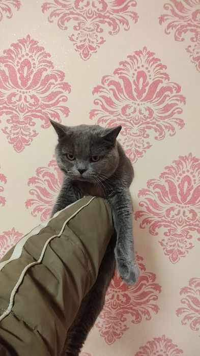 Erkak mushuk sotiladi