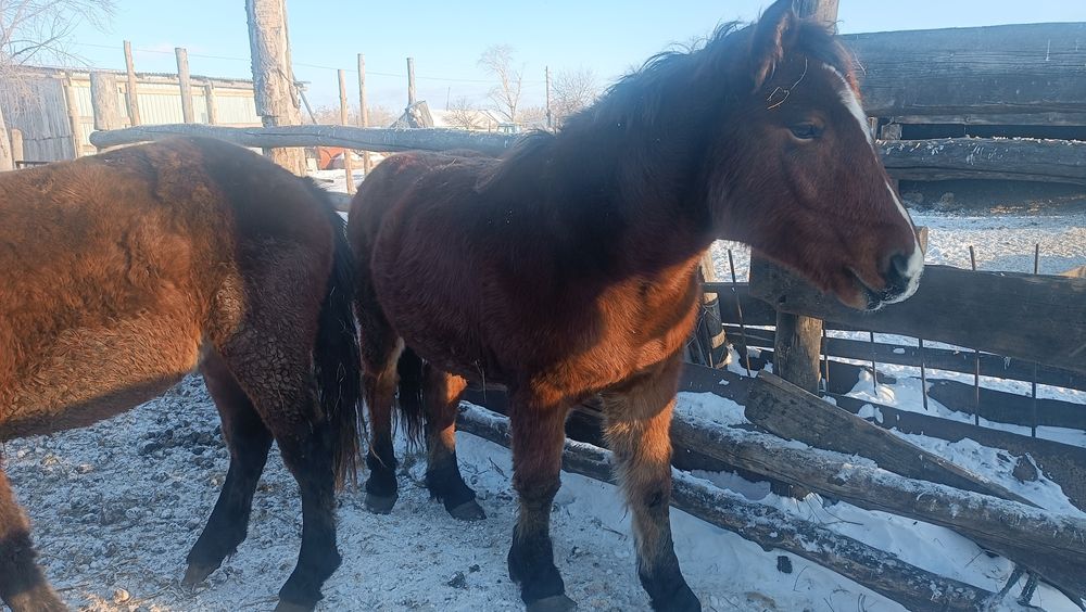 Продам жеребца 1, 5 года