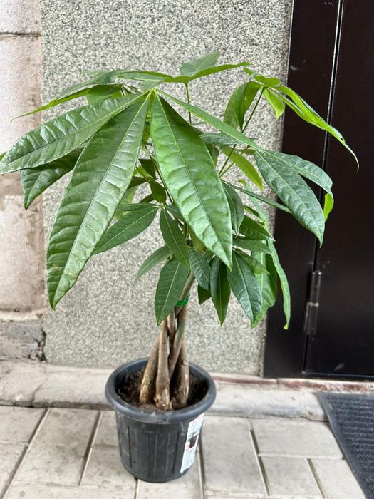 Комнатные  цветы