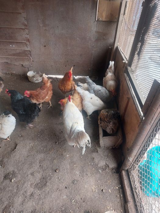 Продаю домашние куры