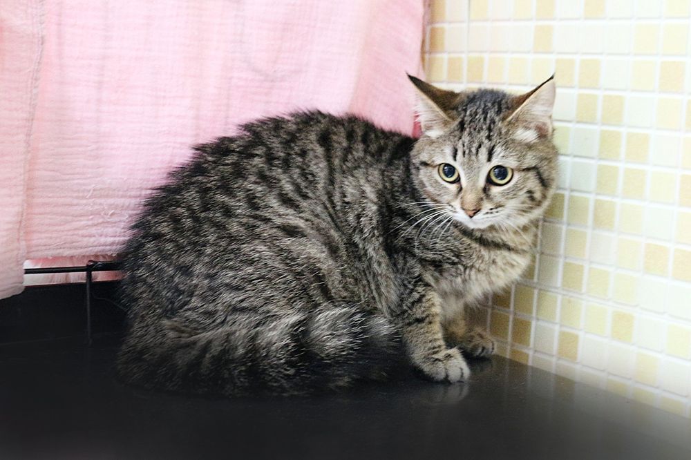 Отдам в добрые руки