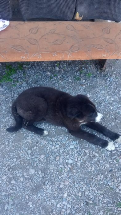 Собака алабай 15к