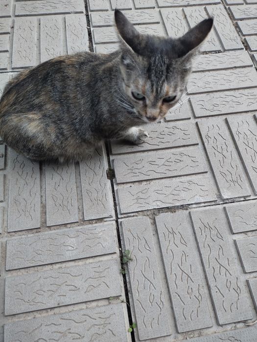Кошечка . Отдадим в добрые руки