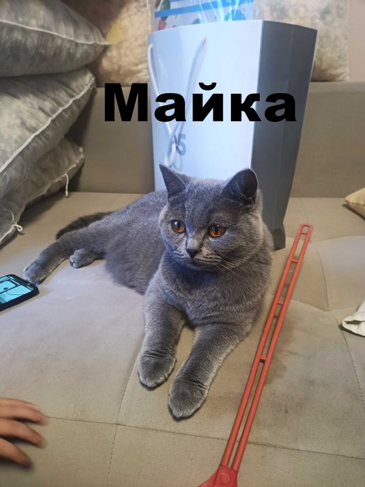 Британска правоуха и Шотландска клепоуха котета