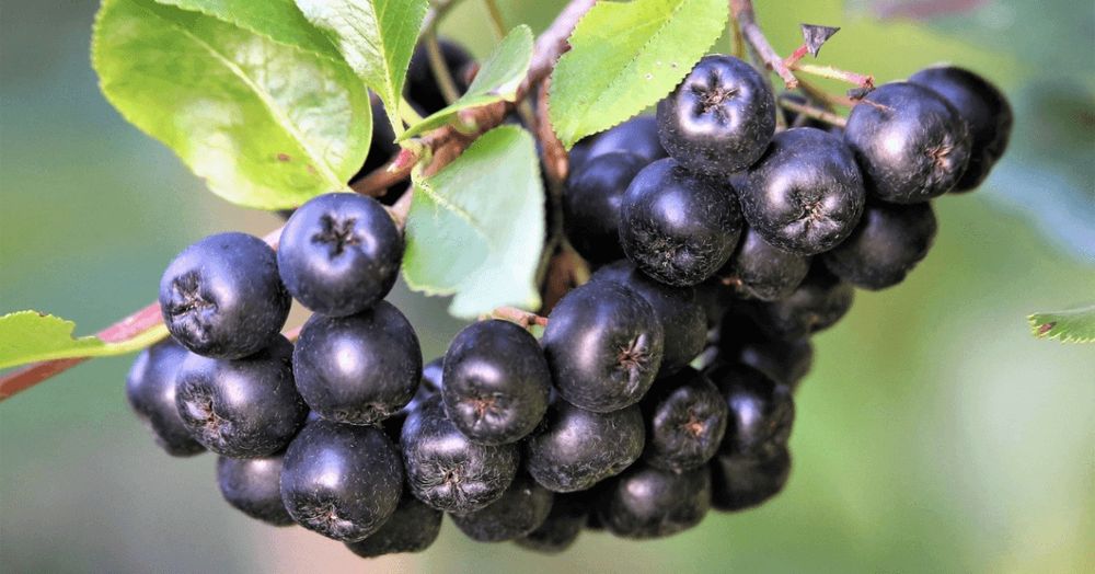 Arbusti Fructiferi (Aronia )