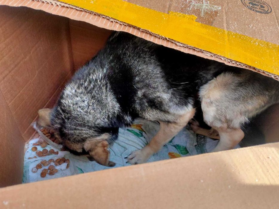 Собачка ищет хозяина