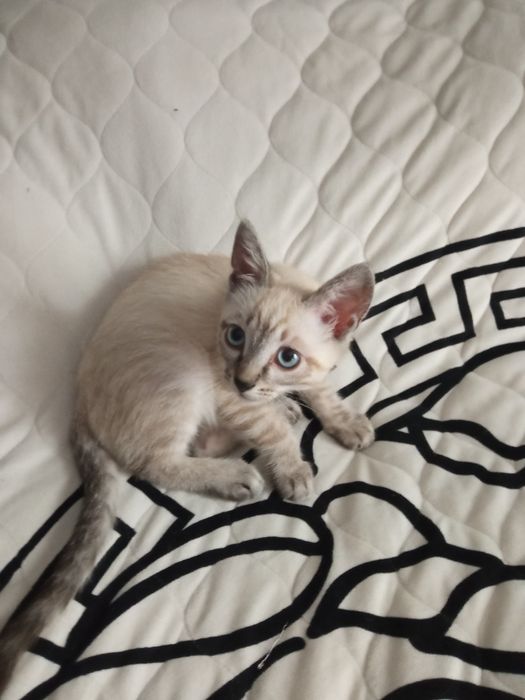 Отдам котёнка в добрые руки
