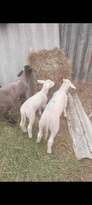 Vand berbecutii friza