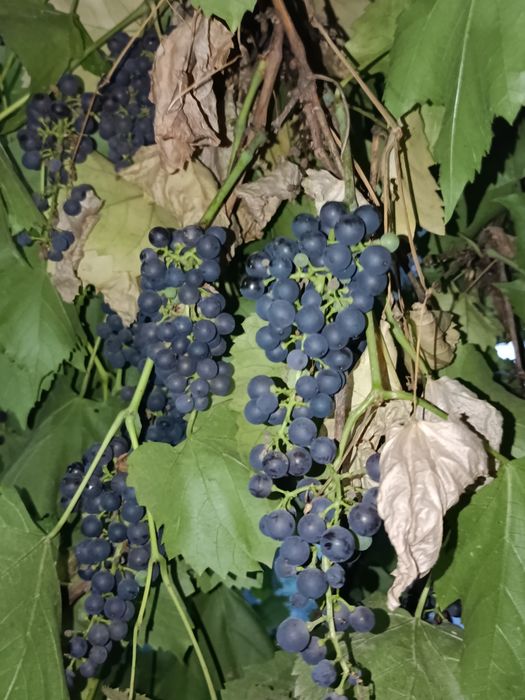 Продам виноград винный