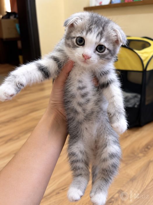 Скоттиш фолд 2 ойлик
