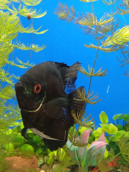 Продам аквариум 60 литров