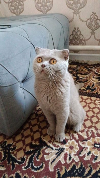 Британский кошка