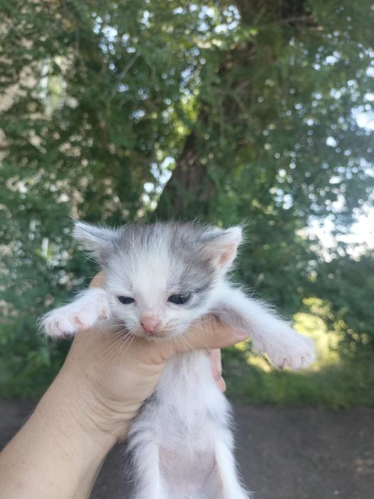 Котята срочно ищут  дом!