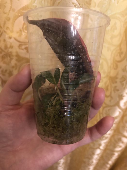 Филодендрон Pink Princess