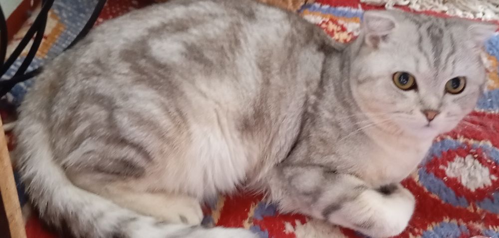 Mushuk sotiladi ogil bola