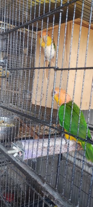 Vând papagali caique