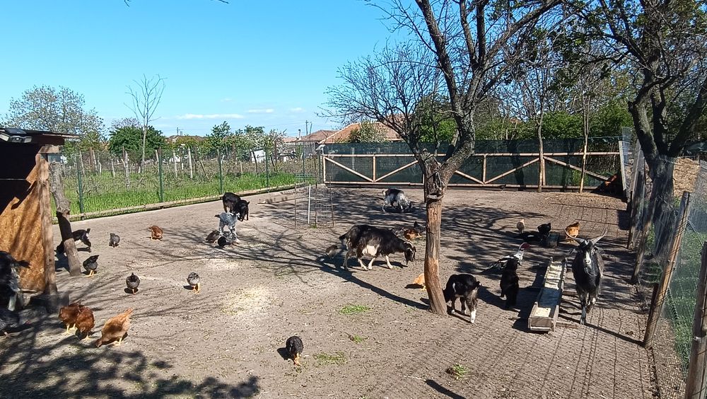 4 capre tinere cu iezi și 1 țap