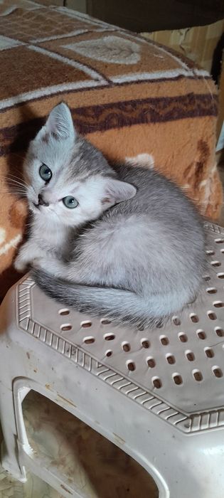 Британские котята