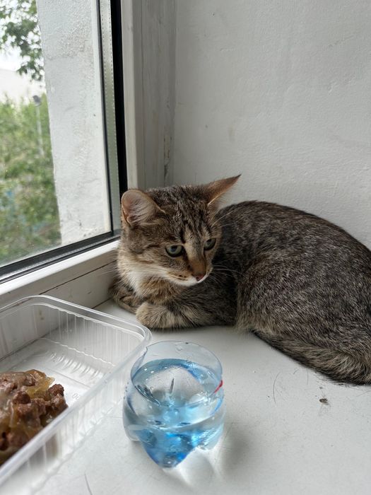 Котик в хорошие руки