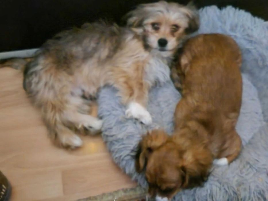 Dau spre adoptie 2 pui de caine,7 luni,
