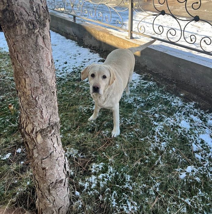 продаётся женщина лабрадор