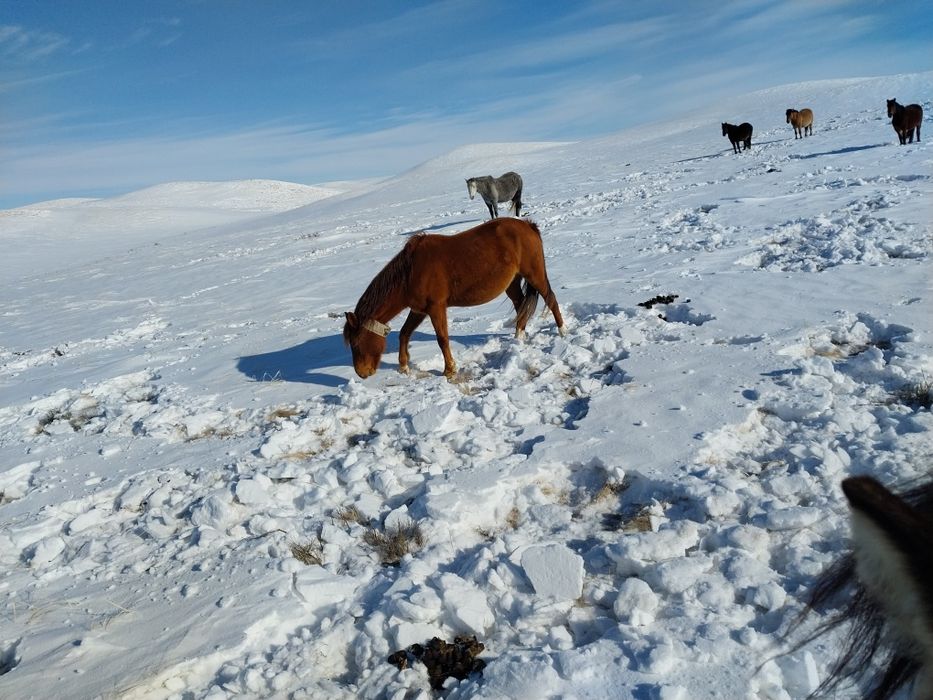 Шамші Қалдаяқов.