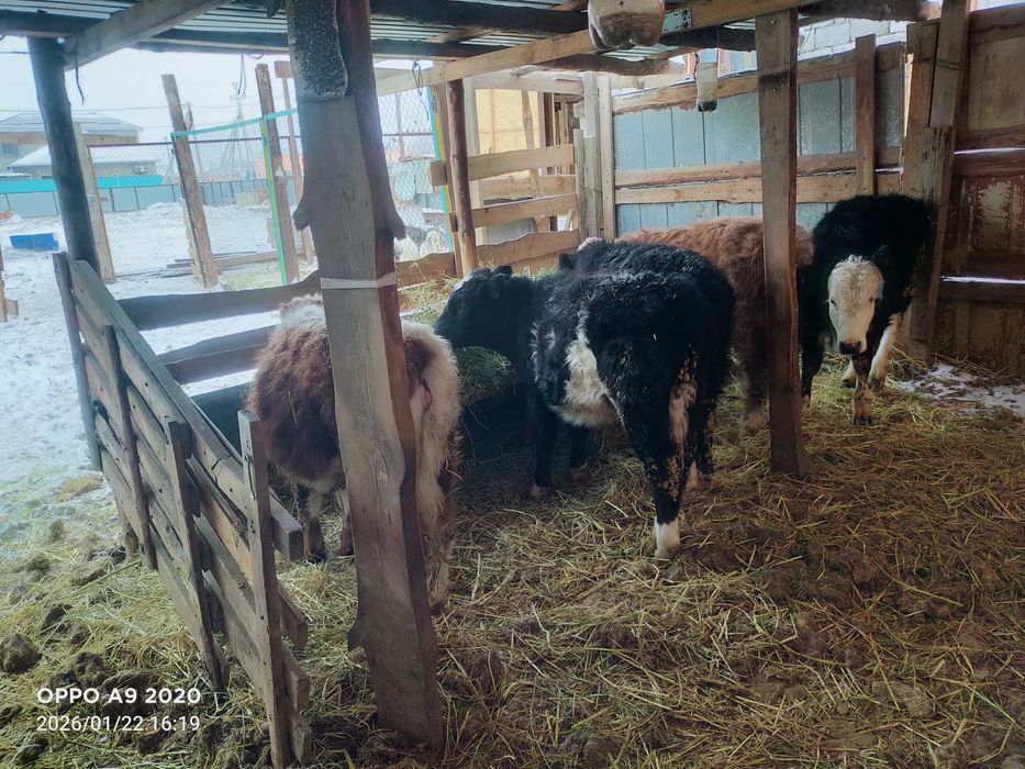 Баспактар сатылады