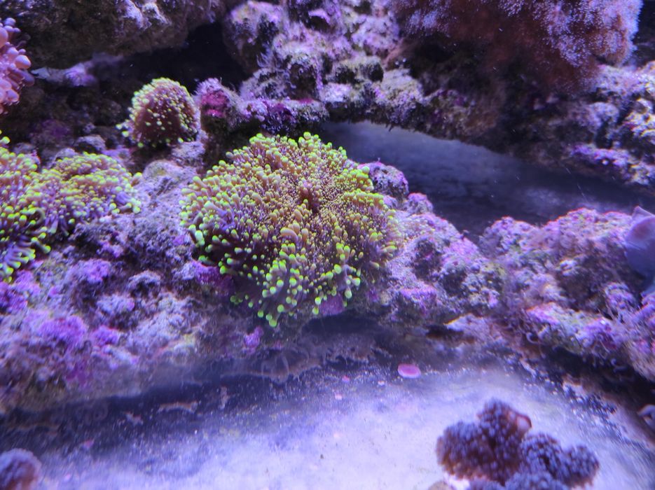 Живой морской коралл