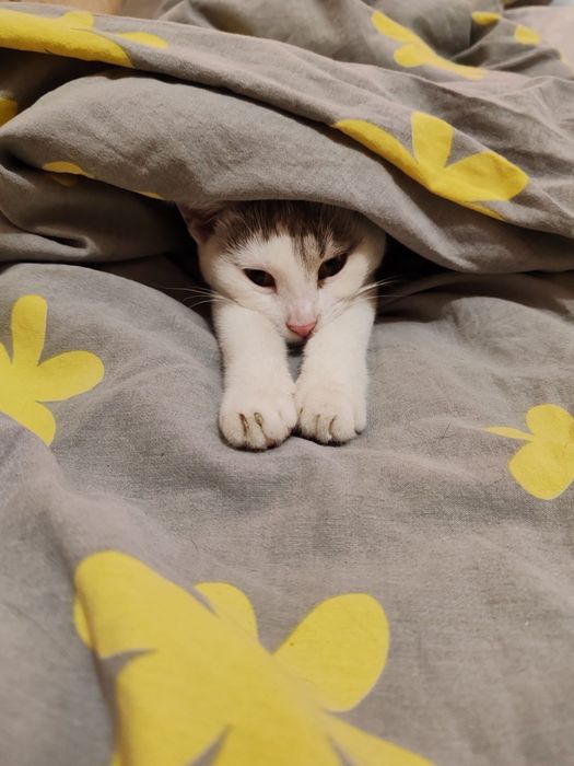 Стерелизованная .кошечка 8 месяцев.  Ищет дом