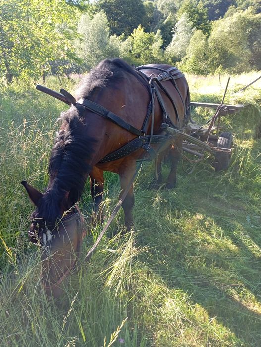 Cal bun de pădure și cuminte