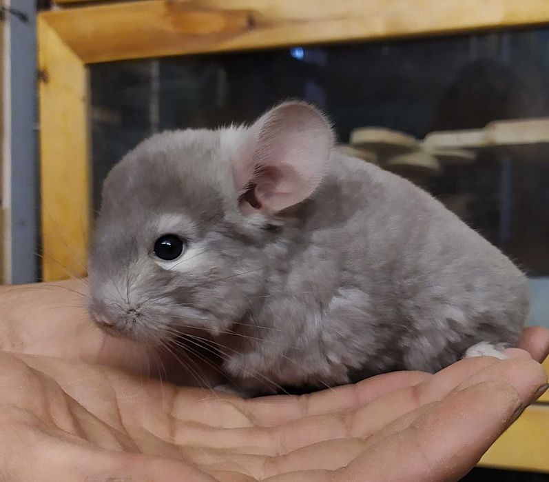 Шиншиллята чистопородные