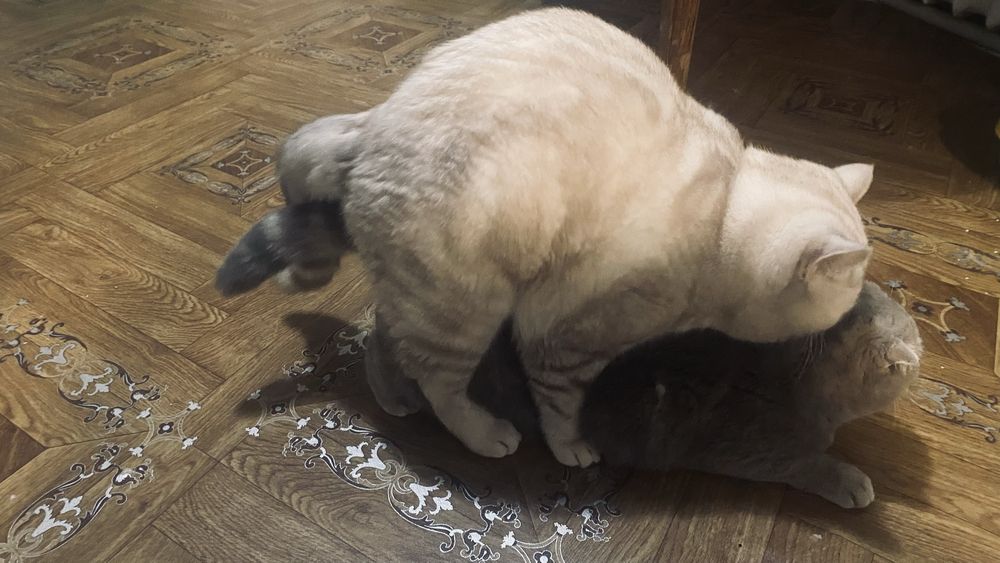 Кот на вязку шиншилла