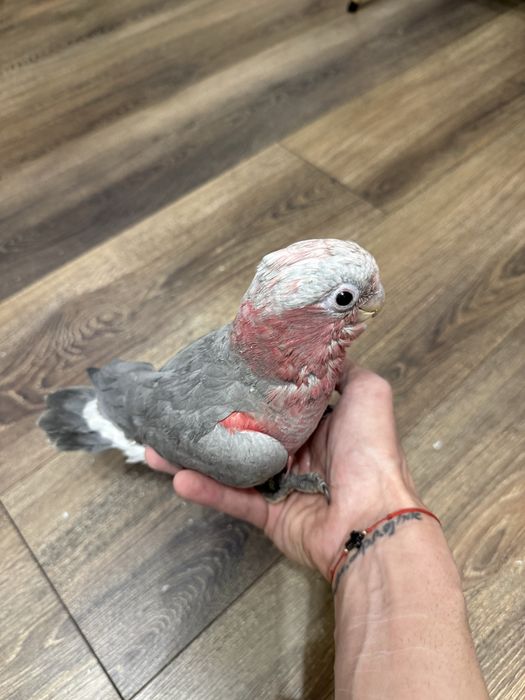 Ръчно хранено Розово Какаду