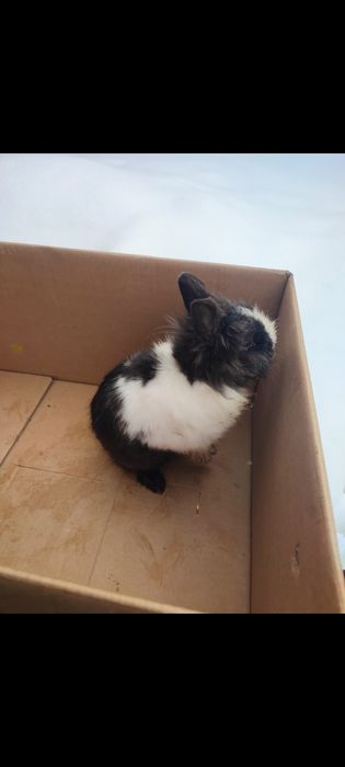 Iepure cap de leu mascul  de 7 luni