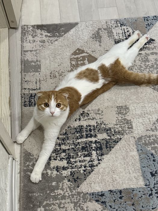 Кот Шотландская вислоухая