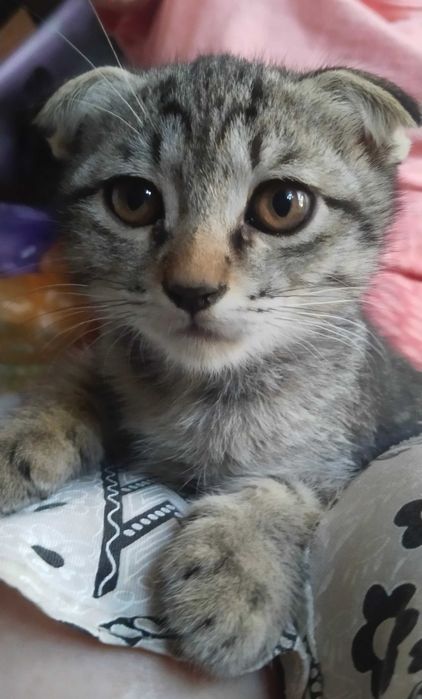 Котёнок вислоухий