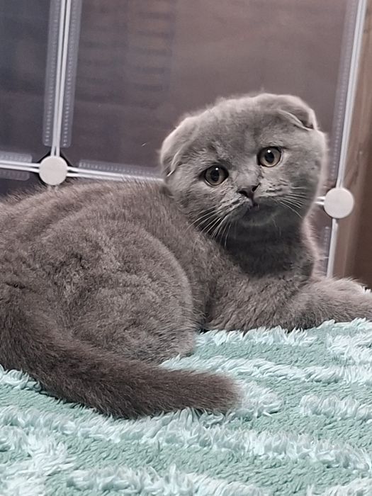 Продаются чистокровные шотландские скоттиш фолд.