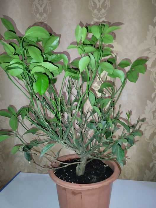 Деревния мандарин